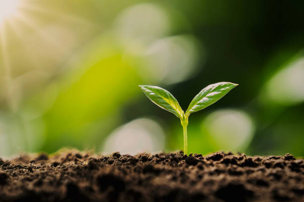 istock small tree growing with sunshine in garden. eco concept 1493532791