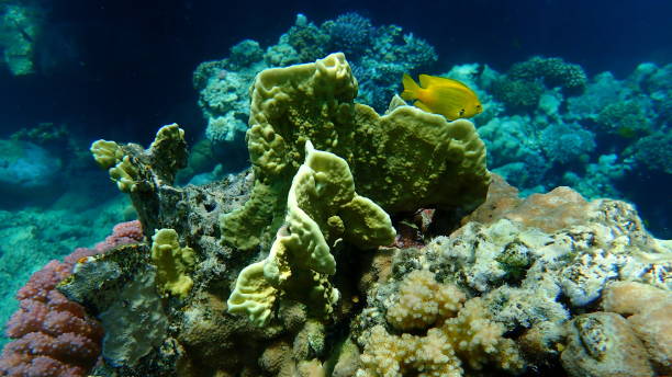 istock Sheet fire coral or blade fire coral, plate fire coral (Millepora platyphylla) undersea, Red Sea 1493533807