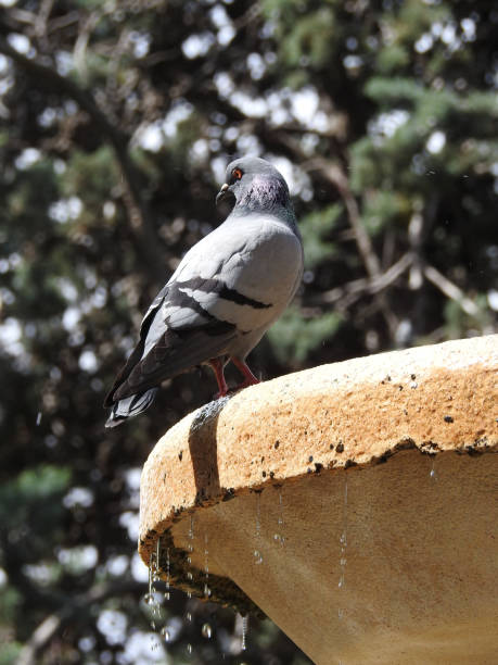 istock A dove at the fountain 1493533860
