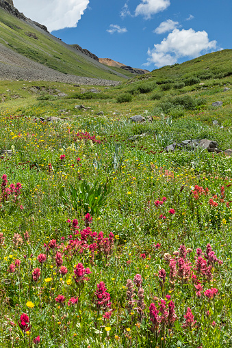 Pink paintbrush and other wildflowers grow on a slope in the San Juan Mountains of Colorado.