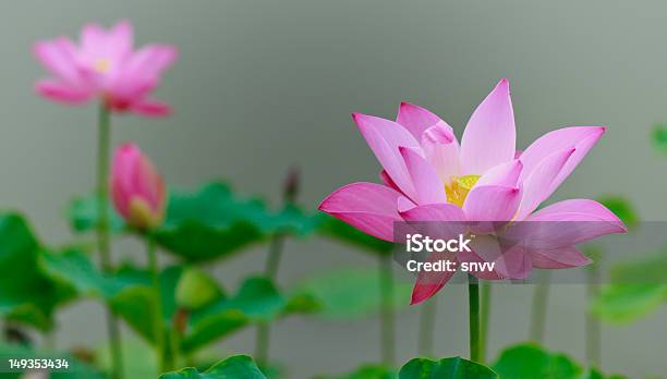 Flores De Lótus - Fotografias de stock e mais imagens de Ao Ar Livre - Ao Ar Livre, China, Cultura Chinesa