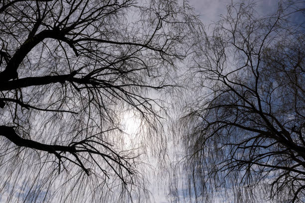istock willow trees without foliage in the spring season 1493534824