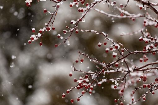 Snow and some red berries make a wintry statement ready for your message!
