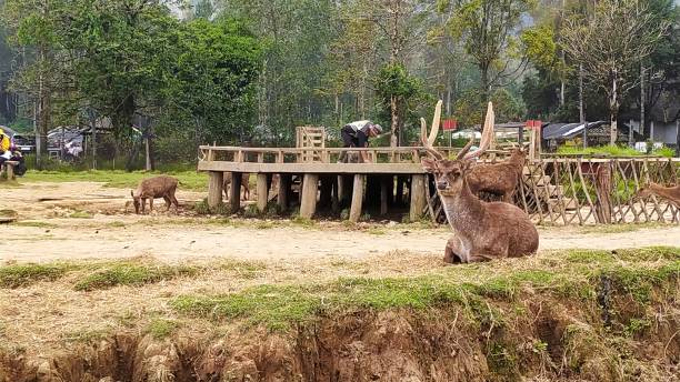 Deer that is confined in a cage