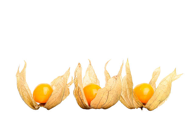 Physalis 白で分離 ストックフォト