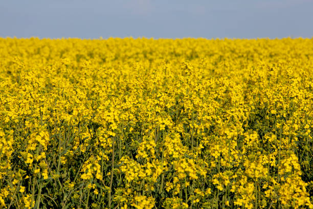 istock beautiful blooming rapeseed flowers in spring 1493537928