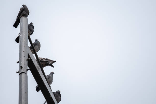 街灯柱のハトのグループ。 - air transport building ストックフォトと画像