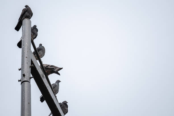 A group of pigeons on a light pole.