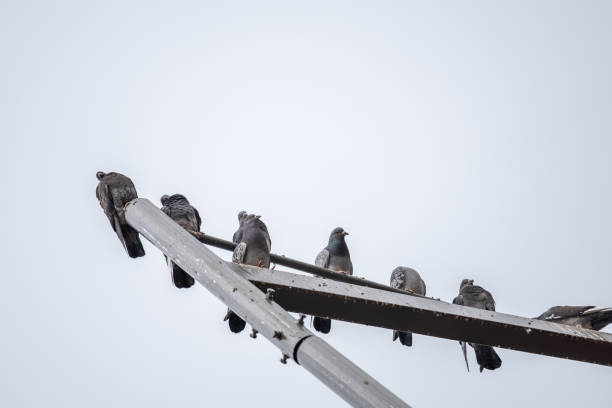 istock A group of pigeons on a light pole. 1493537969