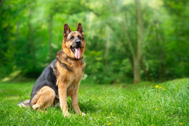 istock German Shepherd dog sitting on the grass in the forest. Copy space 1493539328