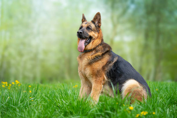 German Shepherd dog sitting on the grass in the park. Copy space Old German Shepherd dog sitting on the grass in the park german shepherd stock pictures, royalty-free photos & images