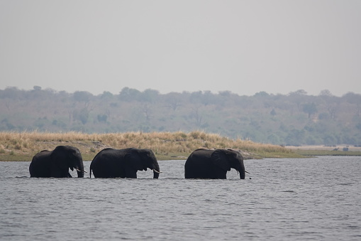 3 elephants, crossing chose river, leaving Botswana and going to Namibia