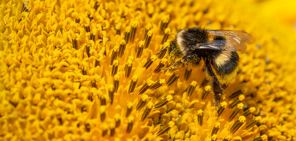 Bumblebee sitting on sunflower covered with pollen.