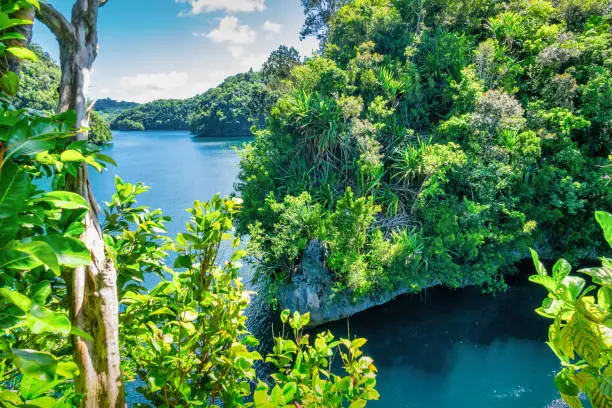 Rainforest trees in the Rock Islands, Palau, Oceania. UNESCO World Heritage Site