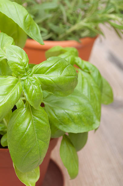 istock Potted Herbs - Basil and Rosemary 149354011