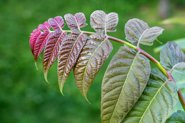 ailanthus altissima nahaufnahme - flower head annual beauty close up stock-fotos und bilder