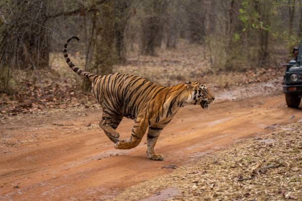 istock Bengal tiger bounding across track near jeep 1493543588