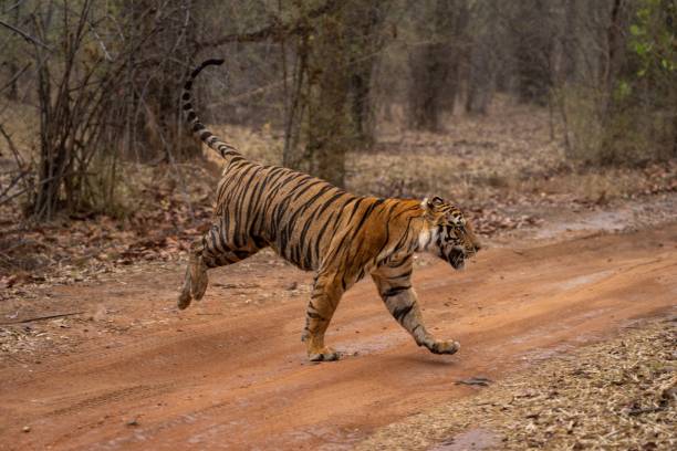 istock Bengal tiger bounds across track in woods 1493543608