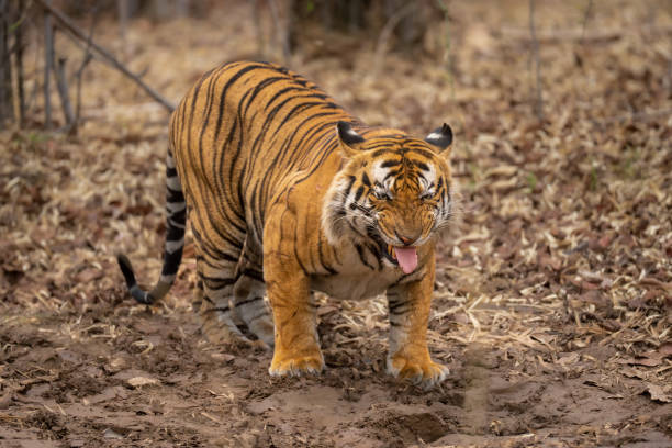 istock Bengal tiger crouches showing a Flehmen response 1493543636