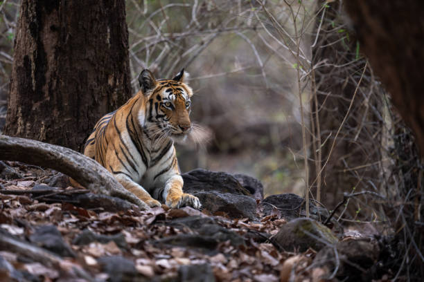 istock Bengal tiger lies among roots in woods 1493543652