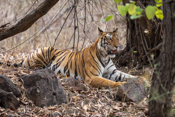 istock Bengal tiger lies among trees and rocks 1493543664