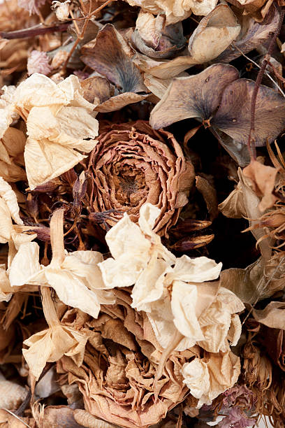 Dry rose bouquet closeup stock photo