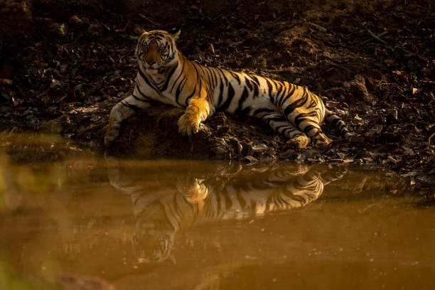 istock Bengal tiger lies beside waterhole casting reflection 1493543674