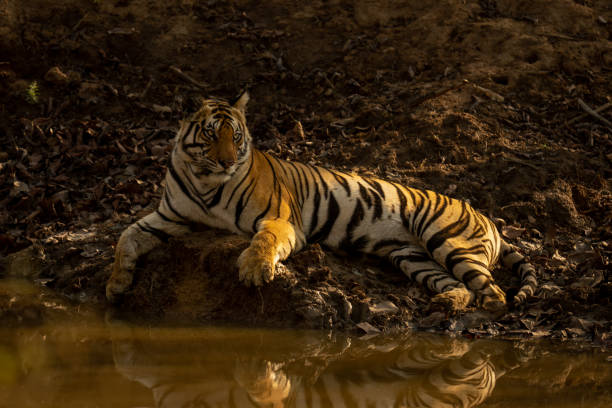 istock Bengal tiger lies beside waterhole turning head 1493543684