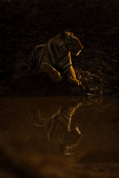 istock Bengal tiger lies by waterhole turning head 1493543760