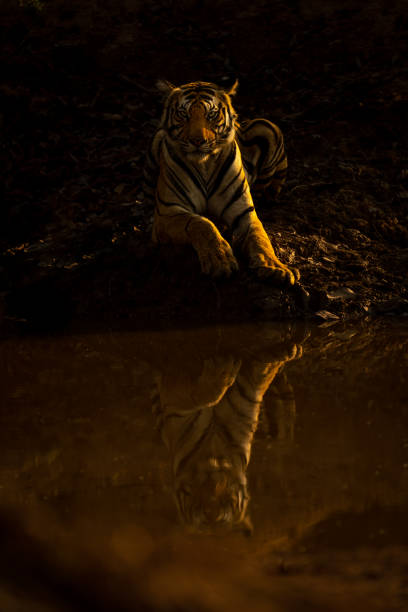 istock Bengal tiger lies by waterhole watching camera 1493543766