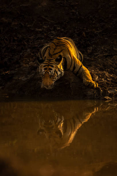istock Bengal tiger lies by waterhole watching reflection 1493543827