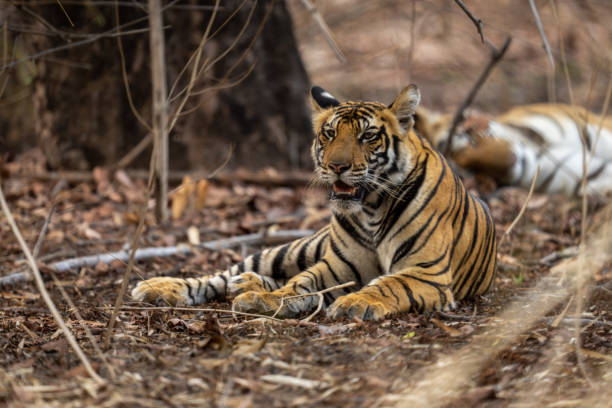 istock Bengal tiger lies in bushes beside another 1493543885