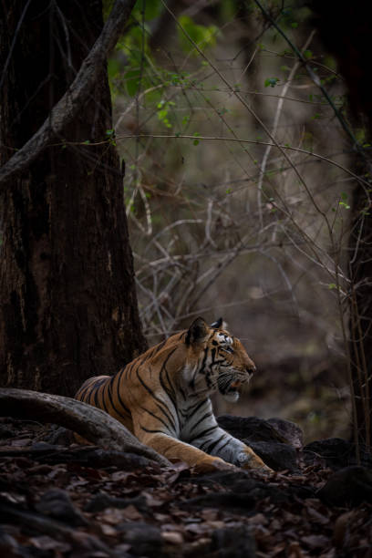 istock Bengal tiger lies under tree in forest 1493544071