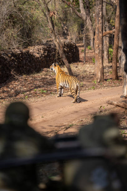istock Bengal tiger on track viewed by photographers 1493544092