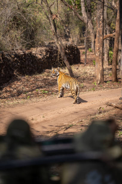 istock Bengal tiger on road watched by photographers 1493544195