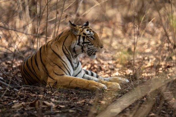 istock Bengal tiger lying in shade of bushes 1493544197