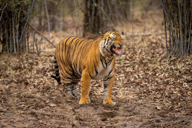 istock Bengal tiger standing showing the Flehmen response 1493545185