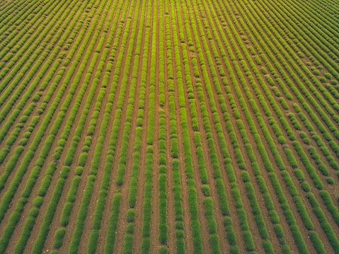 Taking care of the crop. Aerial view of a huge farmland. Green wheat fields from a bird's eye view, even lanes of road intended for a tractor. Abstract patterns on farmland. Straight lines. Background