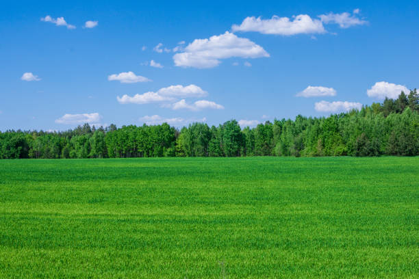 istock Green field og young wheat under blue sky 1493545576