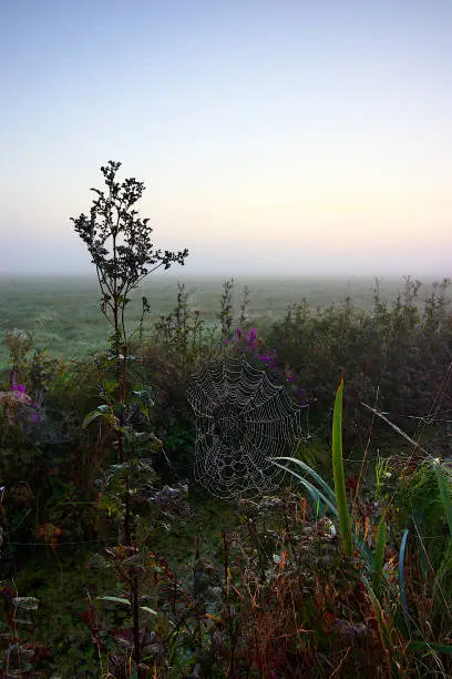 Zwischne wilden Blumen ist ein Spinnennetz zu sehen, in dem der Morgentau Wassertropfen gebildet hat. Im Hintergrund befindet sich Nebel