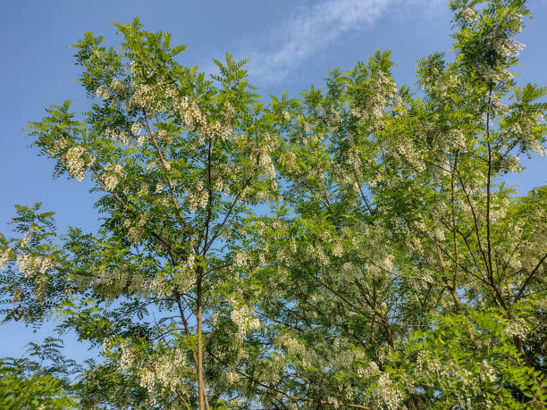 istock Black locust tree in bloom. Robinia pseudoacacia 1493547528