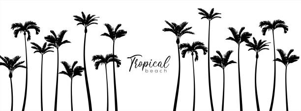 istock Set of black silhouettes of palm trees. Vector illustration 10 eps. 1493550400