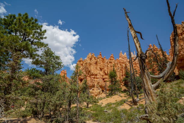 istock Summer time at Bryce Canyon National Park in Utah 1493550484