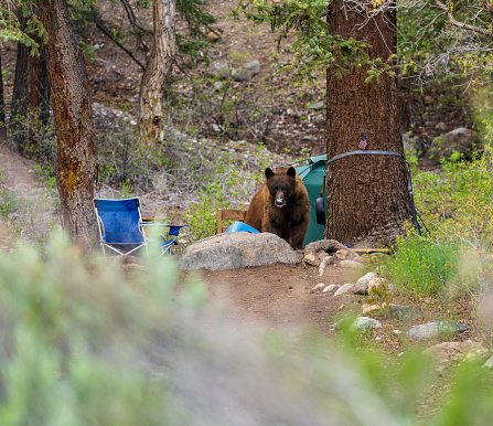 Bad Bear Getting Into Food at Campsite - Mischievous bear destructive behavior getting into food at camp. The consequences of not following bear safe protocols at camp.