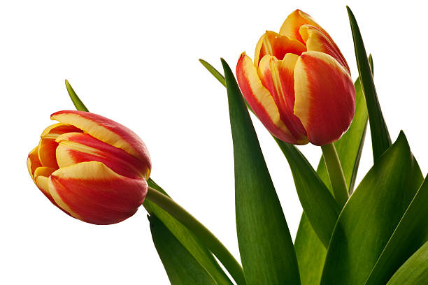 istock yellow and red tulips isolated on white background 149355363