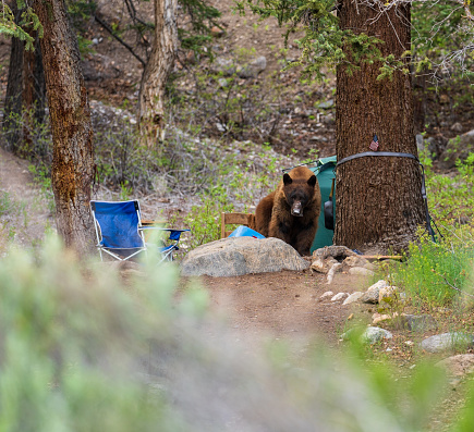 Bad Bear Getting Into Food at Campsite - Mischievous bear destructive behavior getting into food at camp. The consequences of not following bear safe protocols at camp.