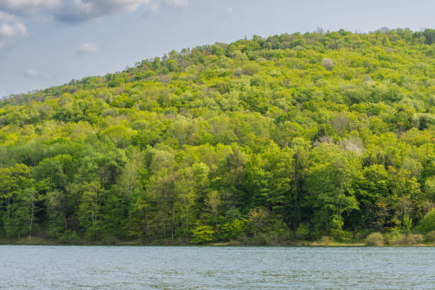 istock Summer lake shore vacation copy space theme 1493554808