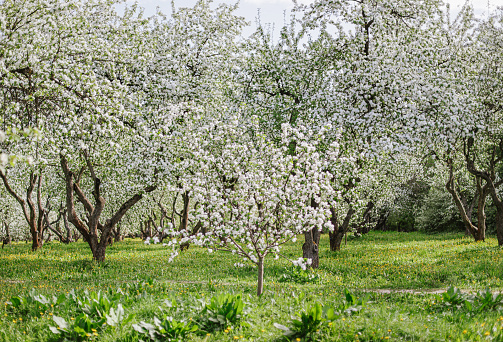 A field of trees with white flowers and green grass, blooming apple orchard