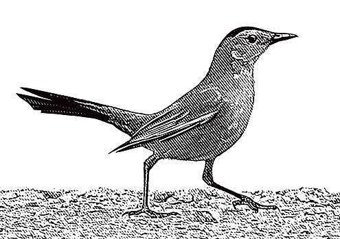 Gray Catbird Standing