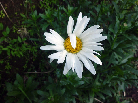 High angle view of Bellis perennis, commonly known as common daisy or lawn daisy
